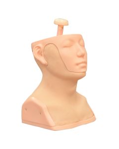 MW30 Head and Neck Palpation Trainer