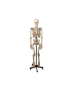 Human Skeleton Model