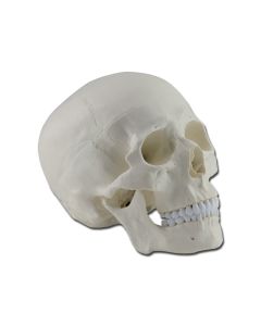Human Skull Model - 3 Parts