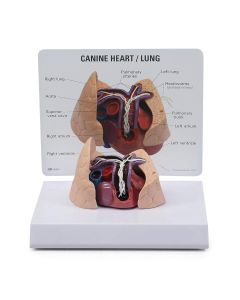 Canine Heart and Lung Model