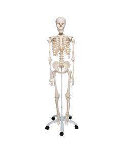 STAN Human Skeleton Model