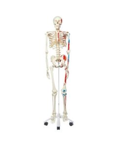 Human Skeleton - Model Max With Painted Muscle Organs & Inserts - Pelvic Mounted