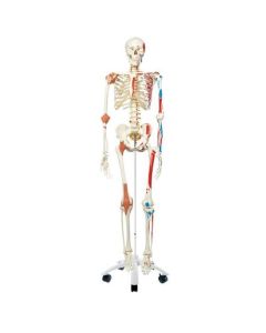 STAN Human Skeleton Model with Muscles & Ligaments
