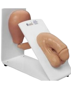Male Catheterisation Trainer
