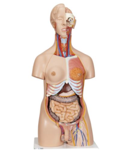 Deluxe Dual Sex Torso, 24-part