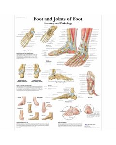 Educational Poster Foot and Joints of Foot - Laminated - 50 x 67 cm