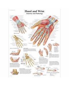 Educational Poster - Hand and Wrist Chart - Laminated - 50 x 67 cm