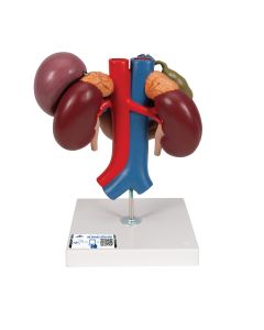 Human Kidneys Model with Rear Organs of Upper Abdomen, 3 part 