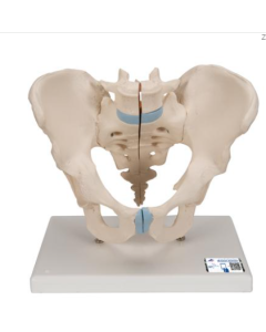 Male Pelvis Skeleton Model, 3 part - 3B Smart Anatomy