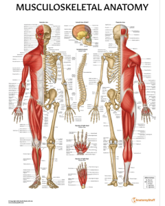 Educational Poster Musculoskeletal - Laminated - 50 x 65 cm