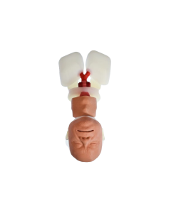 Airway Management Trainer