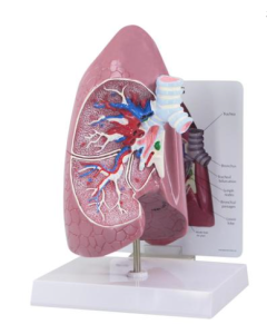 Lung Model