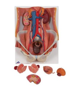 Dual Sex Urinary System Model, 6 part - 1000317