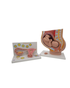 Anatomy Set Pregnancy