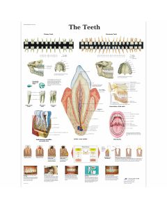 Educational Poster - Teeth Chart - Paper - 50 x 67cm