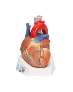 Human Heart Model, 7 part