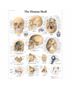 Educational Poster Skull Chart - Laminated - 50 x 67 cm