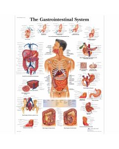 The Gastrointestinal System Chart