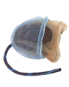 Placenta and Umbilical Cord